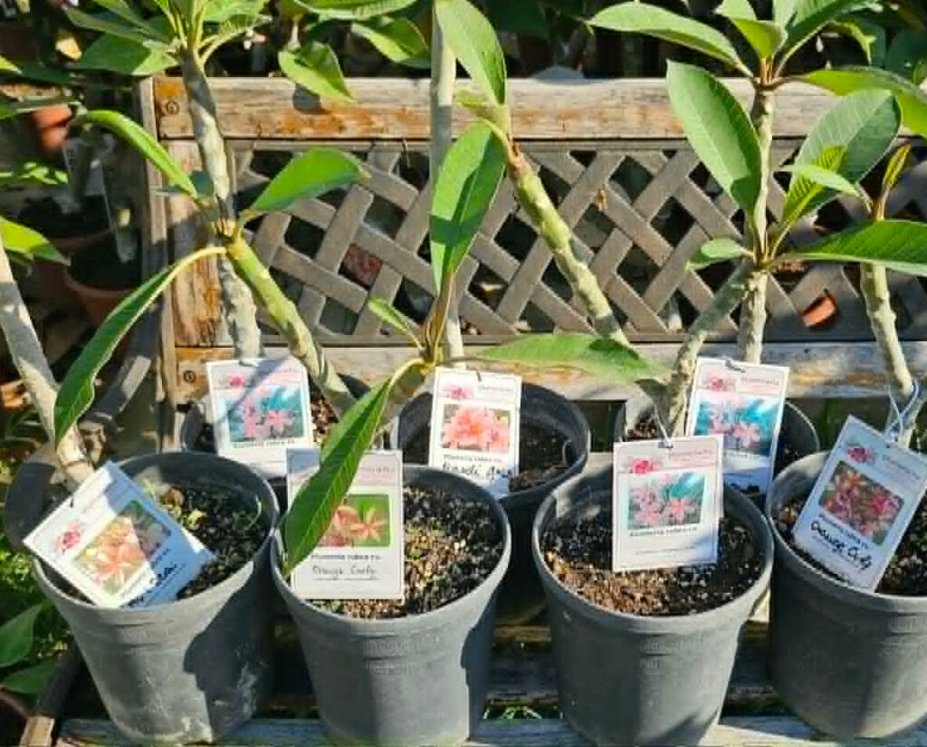1 kis Plumeria rubra ajándékba