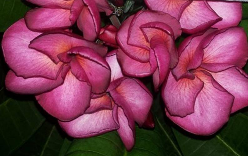 Plumeria rubra "4101"
