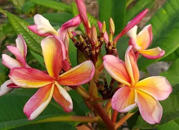 Plumeria rubra "Au1 Redi"