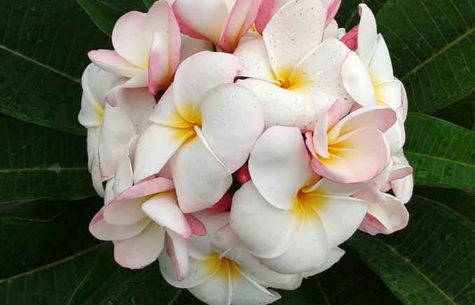 Plumeria rubra "Abigail"