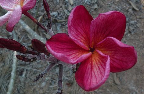 Plumeria rubra "Adagio"