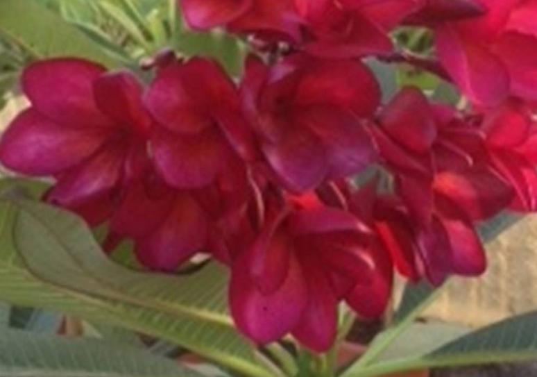 Plumeria rubra "Alchemy"