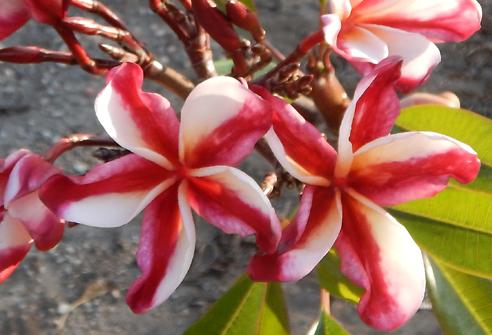 Plumeria rubra "Amazing"
