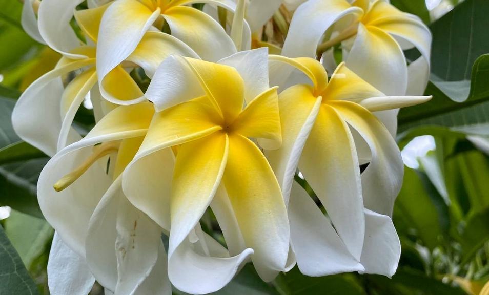 Plumeria rubra "Ammarons Curly White"