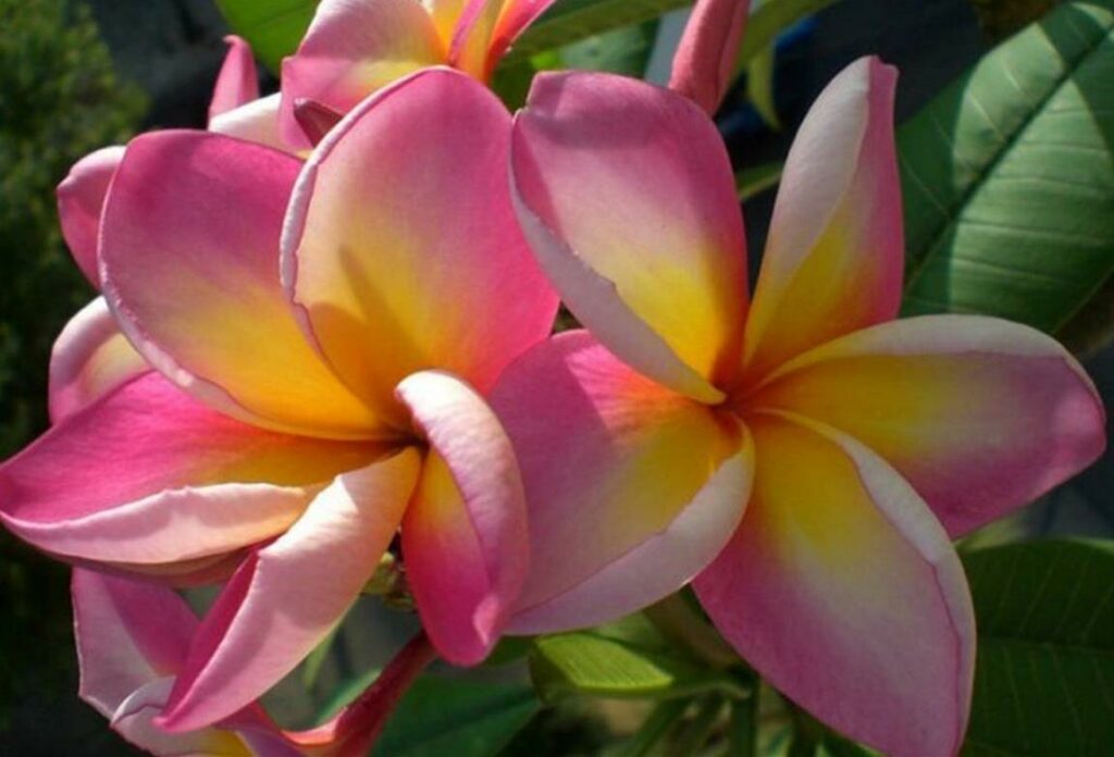 Plumeria rubra "Antonio Butera"