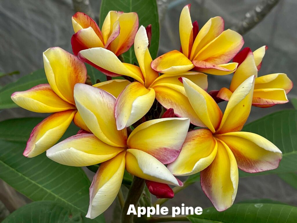 Plumeria rubra "Apple"