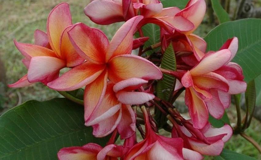 Plumeria rubra "Artistry"