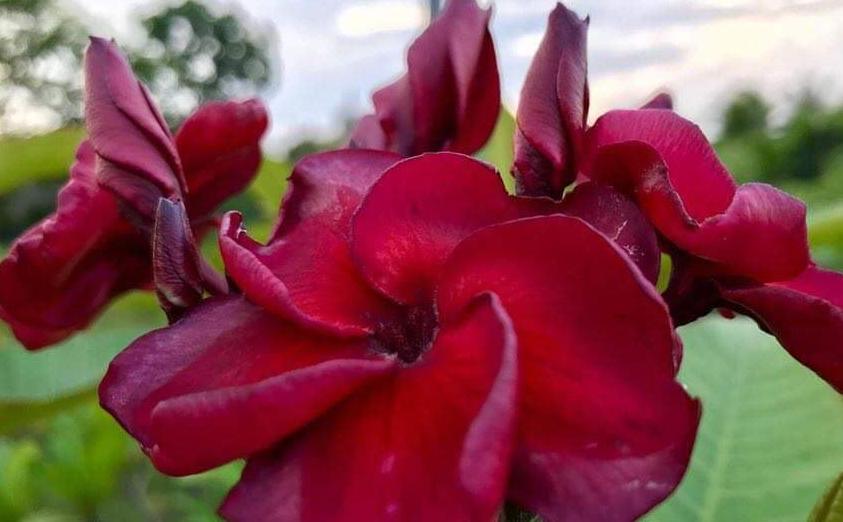 Plumeria rubra "Arty"