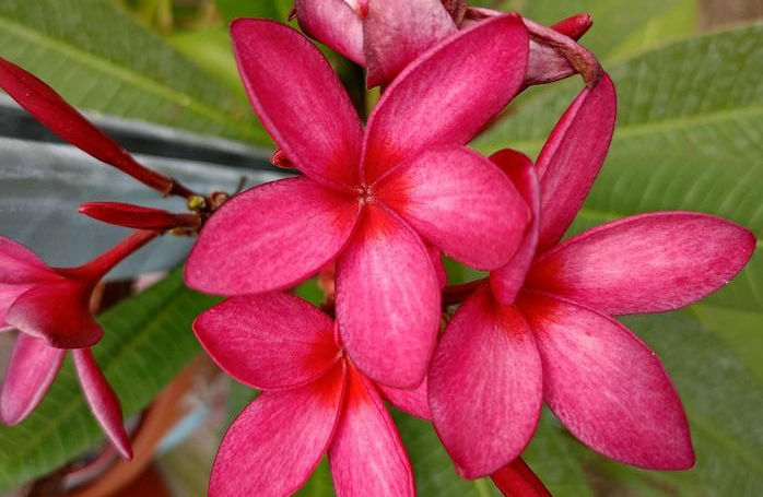 Plumeria rubra "Ban Phai Red"