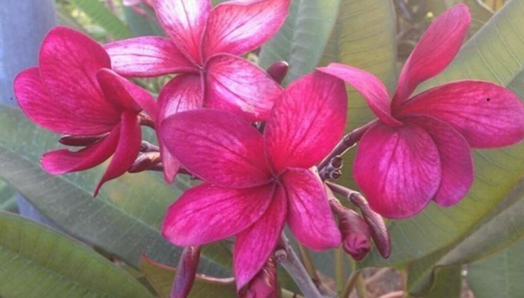 Plumeria rubra "Bewitched"