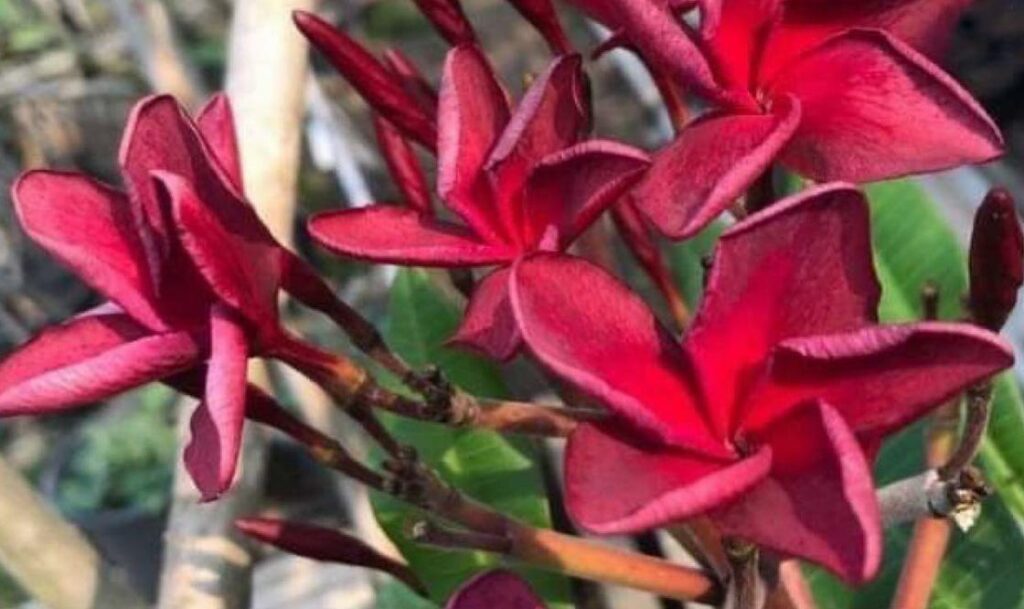 Plumeria rubra "Beyoncé"