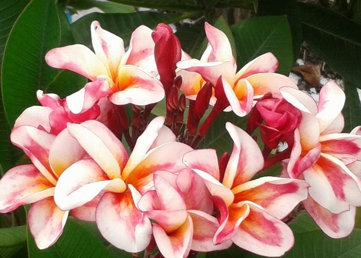 Plumeria rubra "Bhudaraksa"