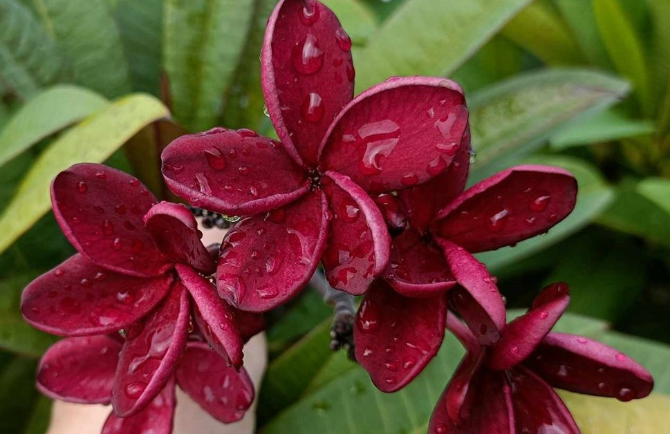 Plumeria rubra "Black Red"