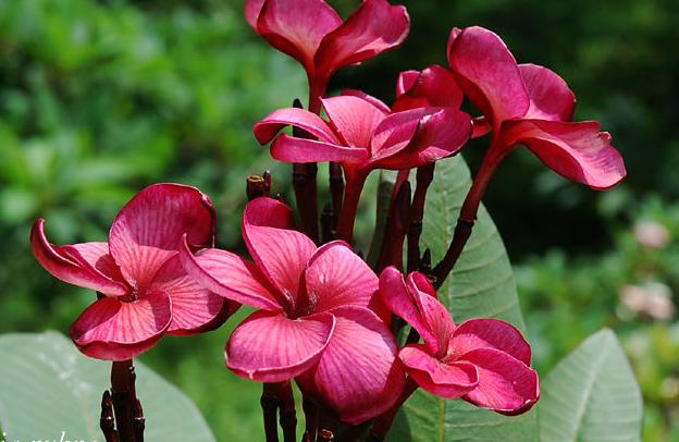 Plumeria rubra "Black Tiger"