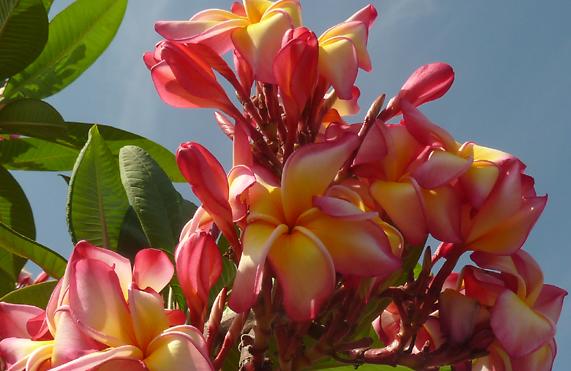 Plumeria rubra "Bolero"
