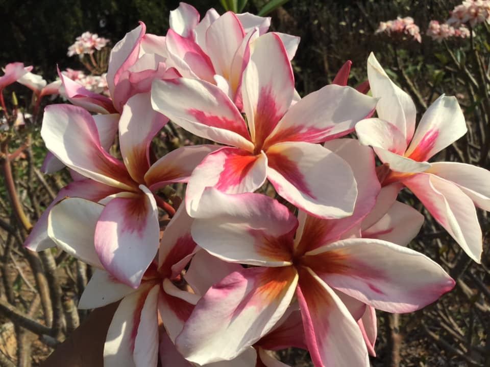 Plumeria rubra "Bon Nui"