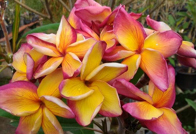 Plumeria rubra "Butterfly Gold"