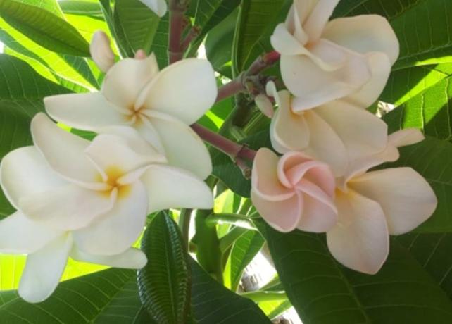Plumeria rubra "CP4"