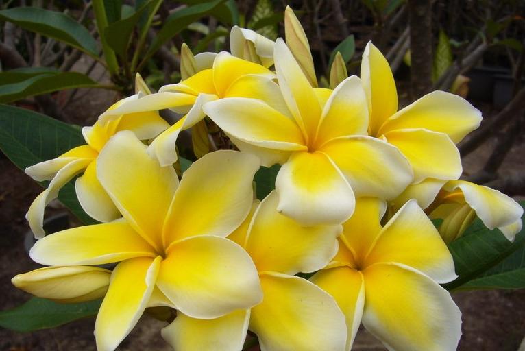 Plumeria rubra "Celadine"