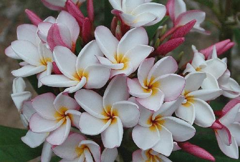Plumeria rubra "Champagne Ice"