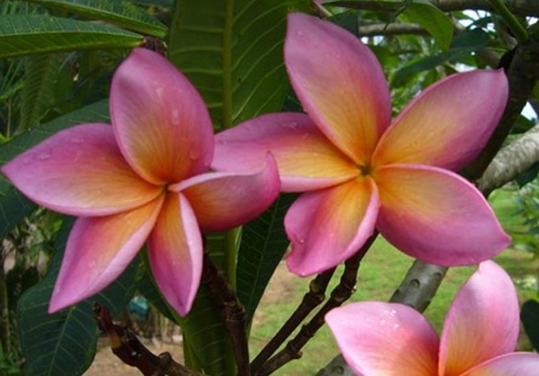 Plumeria rubra "Cherokee Geisha"