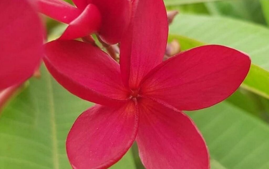 Plumeria rubra "Congo"