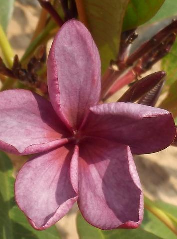 Plumeria rubra "Contessa"