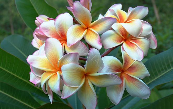 Plumeria rubra "Coral Cream"
