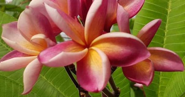 Plumeria rubra "Daeng Muang Mee"