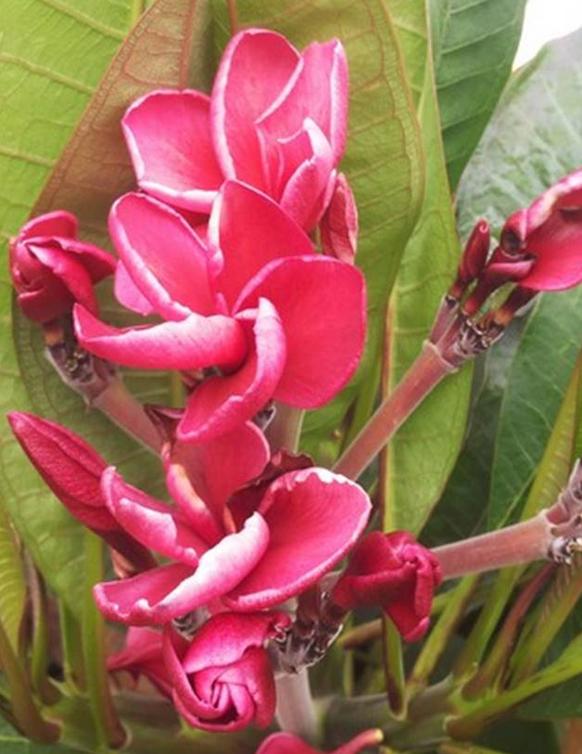 Plumeria rubra "Daeng Hom"