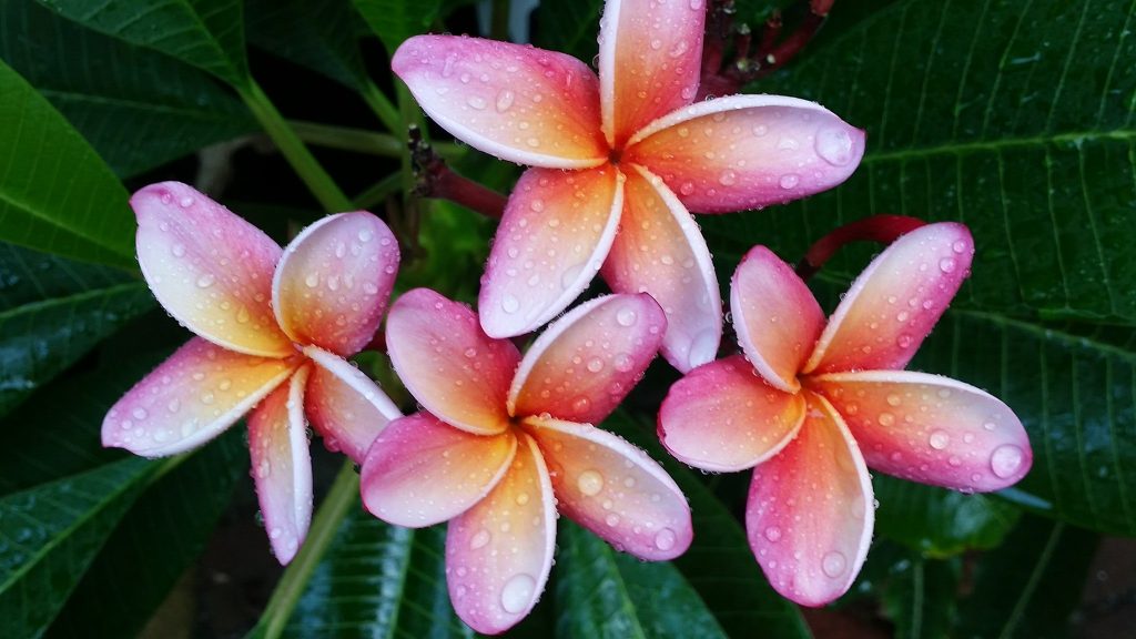 Plumeria rubra "Donald Angus"