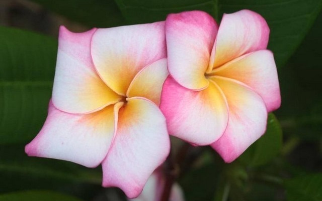 Plumeria rubra "Dream Star"