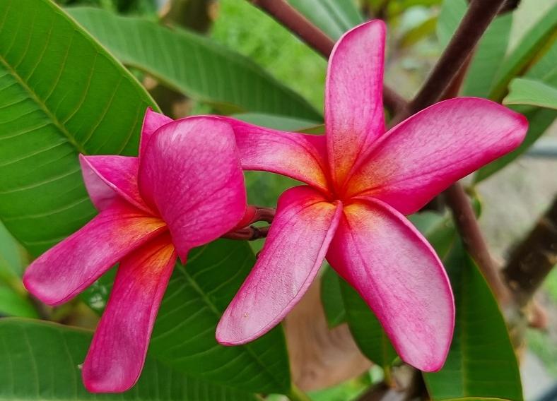Plumeria rubra "Dtaeng Mo"
