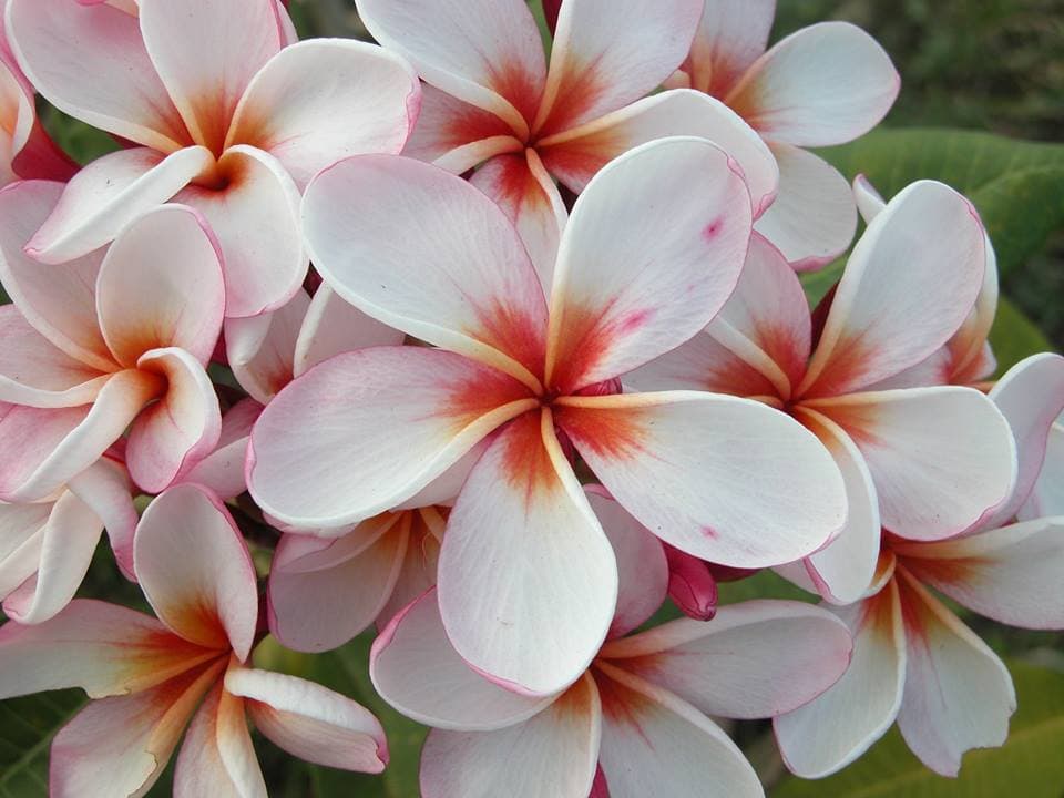 Plumeria rubra "Dwarf Diamond Star"