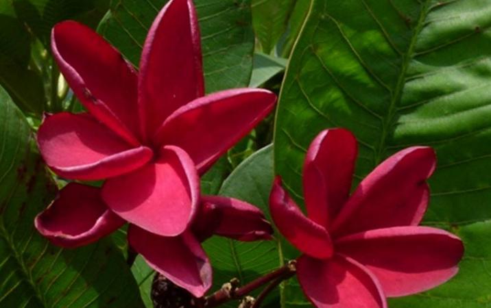 Plumeria rubra "El Corazon"