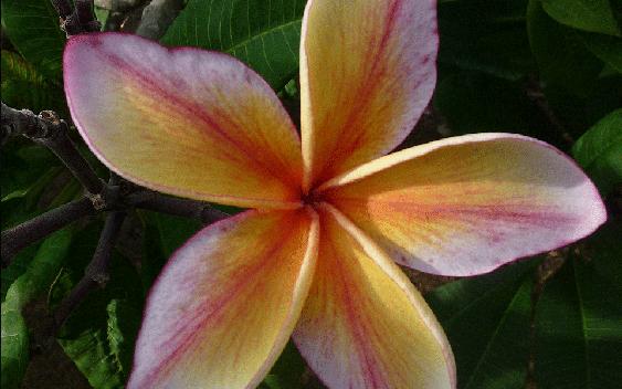 Plumeria rubra "Electric"