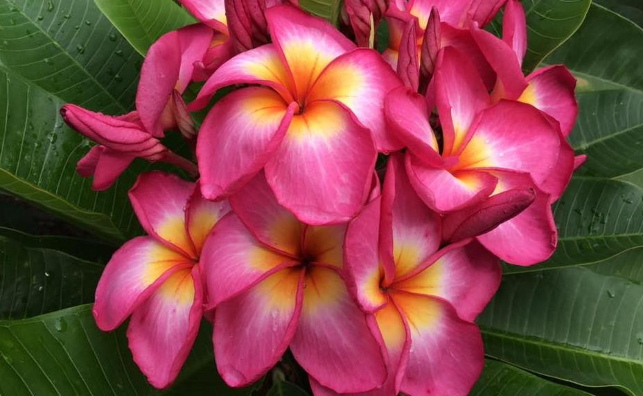 Plumeria rubra "Fiji Sunset"