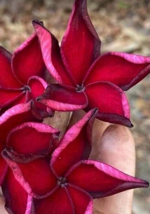 Plumeria rubra "Flame of Pasak"