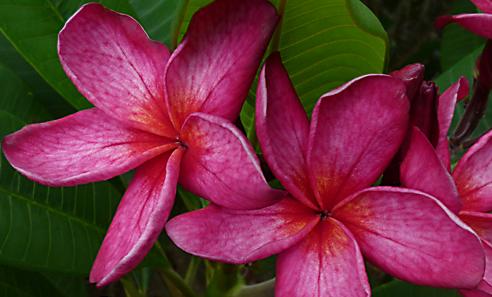 Plumeria rubra "Florentine"