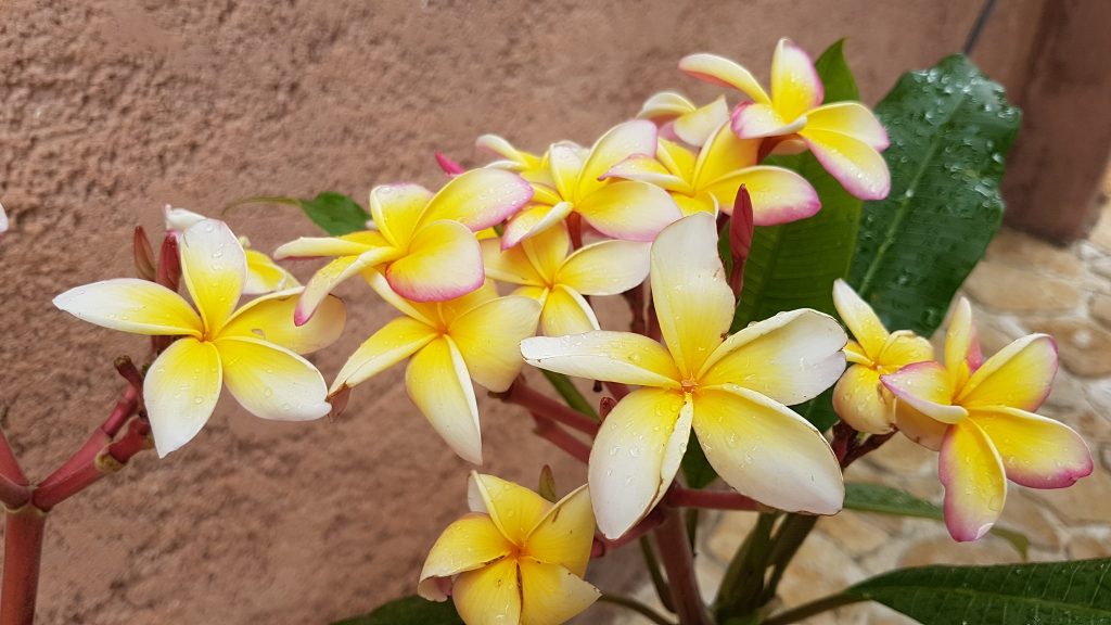 Plumeria rubra "Fool's Gold"