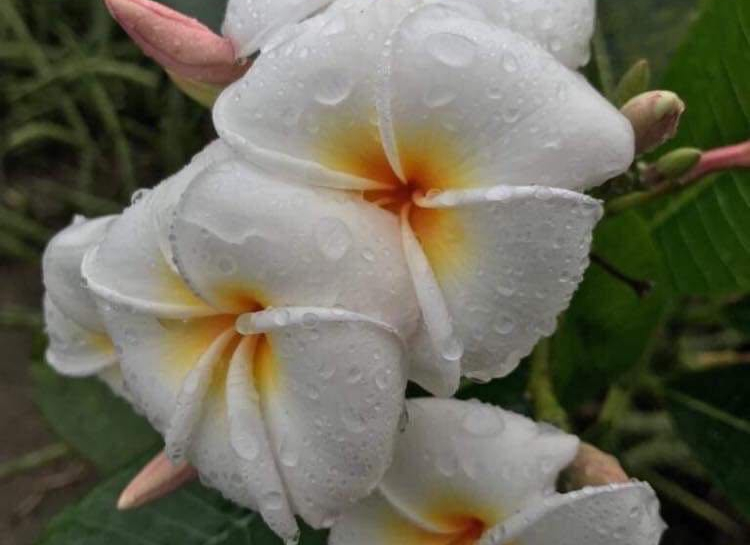 Plumeria  "Gaan"