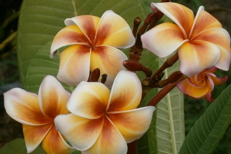 Plumeria rubra "Gam Mam" - nagy növény