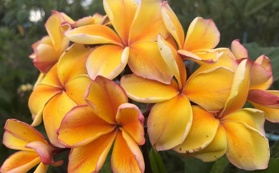 Plumeria rubra "Golden Noi"
