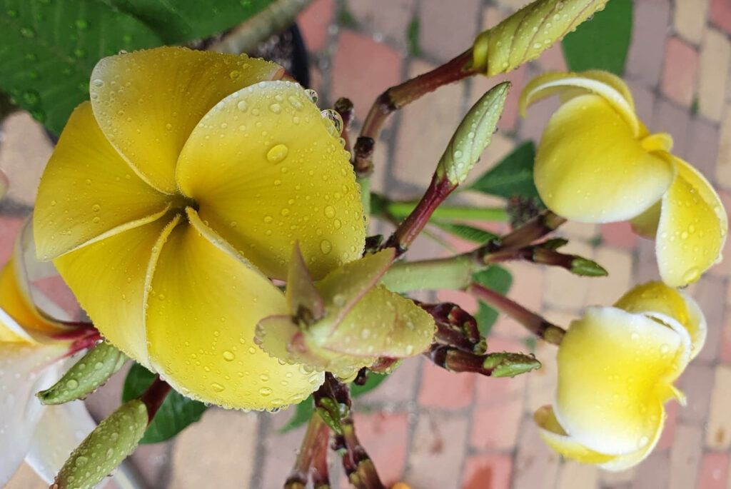 Plumeria rubra "Grace"