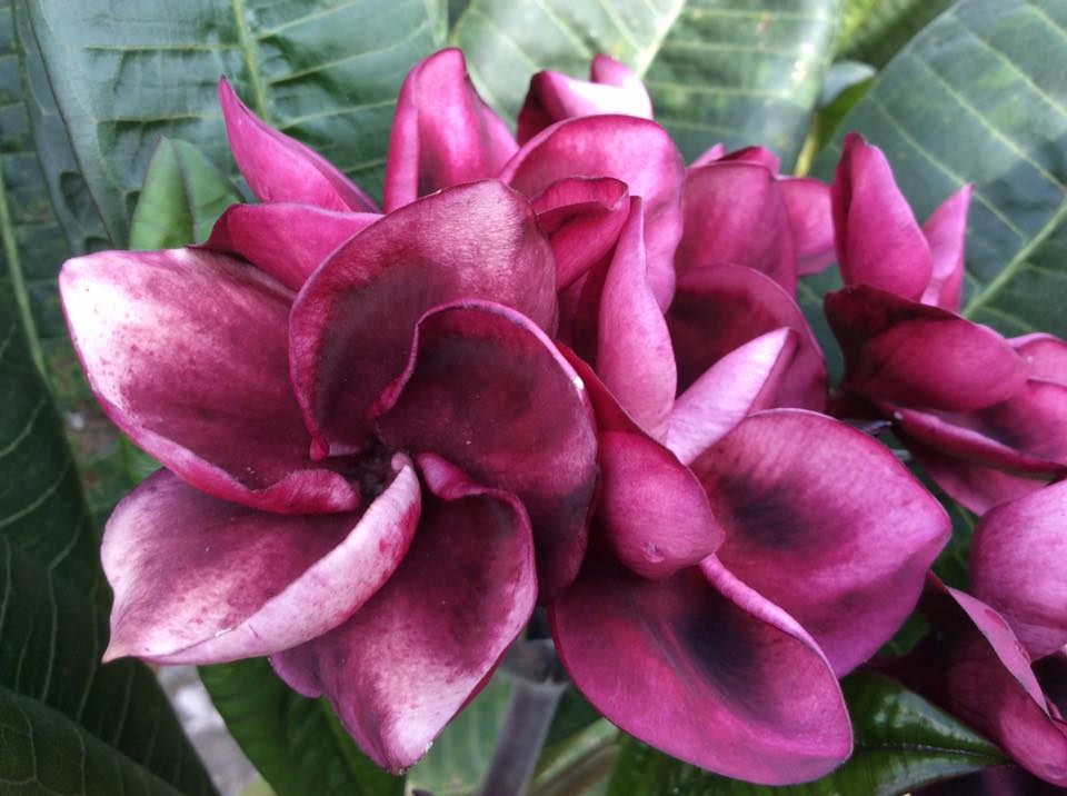 Plumeria rubra "Grenadina"