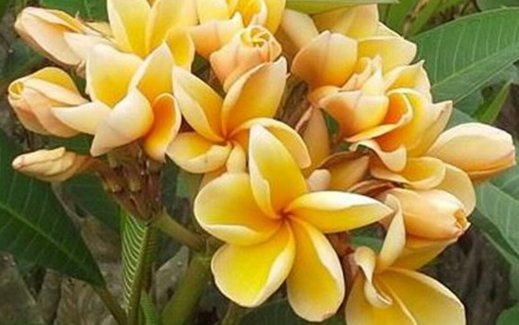 Plumeria rubra "Heidi Gold"