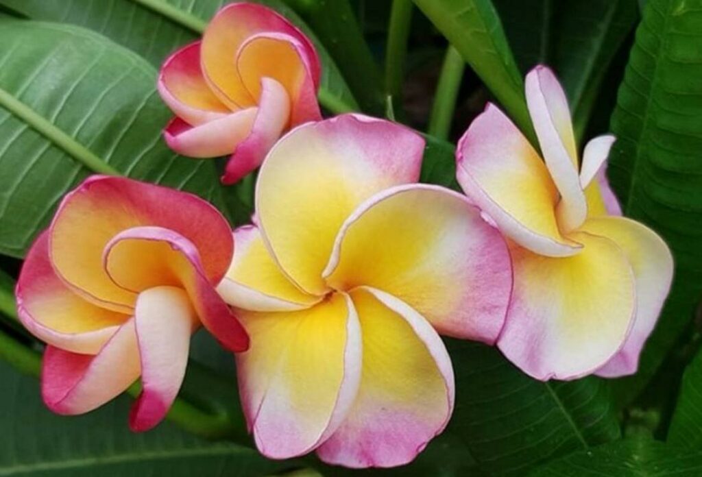 Plumeria rubra "Hypnotic"