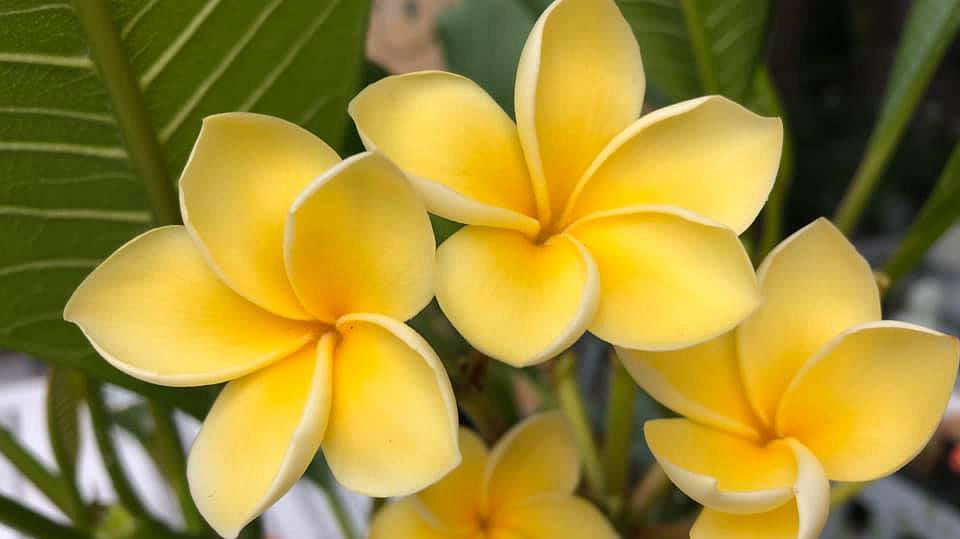 Plumeria rubra "Inca Gold"