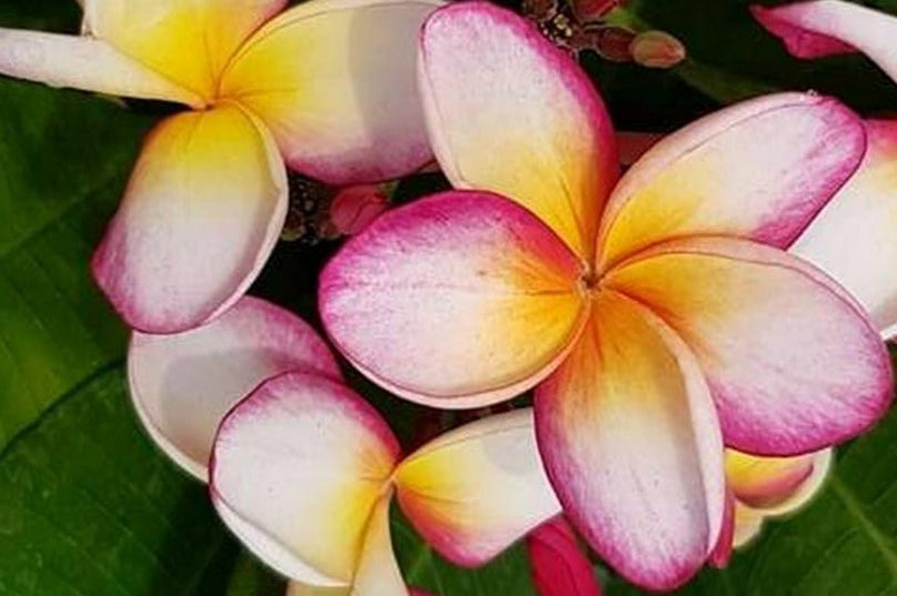 Plumeria rubra "Incognito"
