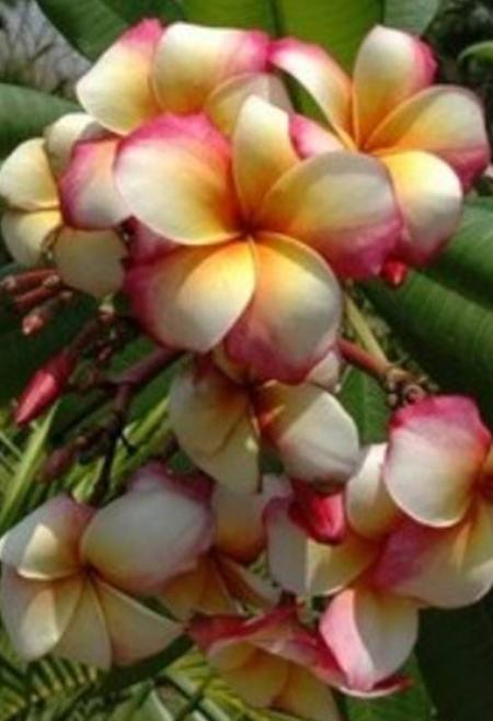 Plumeria rubra "Inner Peace"